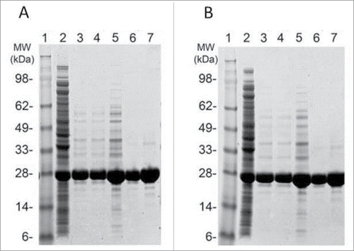 Figure 4. SDS-PAGE analysis of in-process and final Tc24-C4 protein samples. Protein samples were separated on a 4–12% Bis-Tris SDS PAGE gel under reducing (A) and non-reducing (B) conditions. Lanes 1: SeeBlue Plus 2 molcular weight marker. Lanes 2: Cell Lysate (3 µg). Lane 3: QXL1 elution (3 µg). Lane 4: QXL2 elution (3 µg). Lane 5: Concentrated QXL (8 µg). Lane 6: SEC elution (3 µg). Lane 7: SEC elution (8 µg).