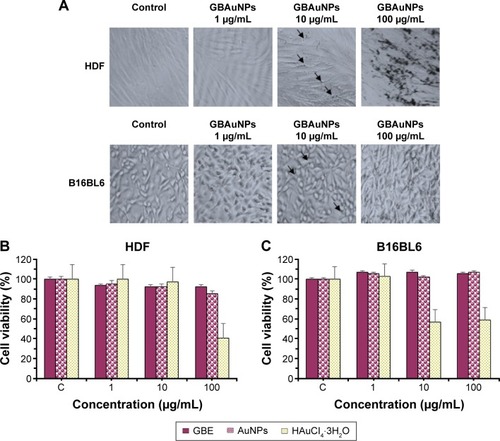 Figure 8 Comparative study of the effect of GBAuNPs, GBE and HAuCl4·3H2O on cell viability and on the morphology of HDF and B16 cells.Notes: Optical microscopy images (A) of HDF and B16 cell lines (40× magnification) at 72 h after treated with 1–100 μg/mL of GBAuNPs. Treated HDF and B16 cells with AuNPs (10 and 100 μg/mL) could be identified by dark dense clusters which are indicated with arrows; no cluster was found in control groups. Cytotoxicity effect of GBE and GBAuNPs on HDF (B) and B16BL6 (C) cell lines; GBAuNPs did not exhibit a significant cytotoxic effect on HDF and B16 cells. Cell viability was determined by MTT assay. Data are expressed as a percentage of sample-treated control and presented as mean ± SEM of three separate experiments. B16, murine melanoma B16BL6 cells.Abbreviations: AuNPs, gold nanoparticles; GBAuNPs, AuNPs from ginseng berry; GBE, ginseng berry extract; HDF, human dermal fibroblast; SEM, standard error of the mean.