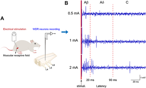 Figure 3 Intensity thresholds of electrical stimulation activating Aβ, Aδ and C-components of WDR neurons.