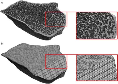 Figure 1. (A) µFE: only bone was meshed. (B) cFE: all the section was meshed, including bone marrow.