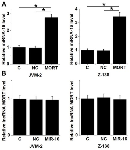 Figure 4 MORT is a potential positive regulator upstream of miRNA-16 in MCL. Overexpression of MORT led to increased expression levels of miRNA-16 in both JVM-2 and Z-138 cell lines (A). Overexpression of miRNA-16 showed no significant effects on MORT expression in both JVM-2 and Z-138 cell lines (B) (*p > 0.05).