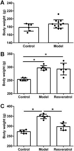 Figure 2. Effects of resveratrol treatment on the body weight in PCOS rats. (A) Body weight of the rats before PCOS modeling. (B) Body weight of the rats after PCOS modeling. (C) Body weight of the rats after resveratrol treatment. *p < 0.05 indicated the significant different between different treatment groups.
