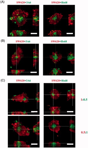 Figure 4. Cell distribution of multicellular spheroids with different seeding orders and ratios on chitosan. Confocal microscopic images of cell spheroids. (A) The SW620 cells were seeded to aggregate for 1 d, and then the 3A6 or Hs68 cells were seeded to coculture for another 2 d. (B) The 3A6 or Hs68 cells were seeded to aggregate for 1 d, and then the SW620 cells were seeded to coculture for another 2 d. (C) The ratio of cocultured cells was changed from 1:1–1:0.5 and 0.5:1, and the cells were cocultured for 3 d. Scale bar = 50 um.
