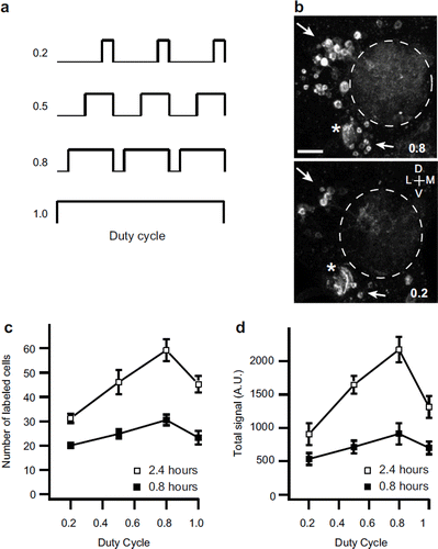 Figure 6. Analysis of reporter gene expression with different stimulus protocols in response to CO2. (a) Stimulus protocols of varying duty cycles. Pulsed CO2 (25 mL/min, 160 seconds/cycle) was mixed into continuous airflow (50 mL/min). The total duration of CO2 exposure was either 0.8 or 2.4 hours. (b) Two-photon microscopy images of GFP fluorescence in antennal lobe. Analysis was performed at 12 hours after the start of CO2 exposure. Arrows indicate labeled cell bodies in flies with exposure to CO2 at different duty cycle, 0.8 (top) or 0.2 (bottom). Asterisks: antennal nerve. Dotted lines: antennal lobe. The test fly contained Elav-Gal4, UAS-mLexA-VP16-NFAT, LexAop-CD2-GFP, and LexAop-CD8-GFP-2A-CD8-GFP. (c, d) Total number (c) and total fluorescence (d) of labeled cells in flies exposed to CO2 for 0.8 (filled box) and 2.4 (opened box) hours at different duty cycles. n = 4. Error bars indicate standard error of the mean. All measurements were obtained from a custom two-photon microscope with the same laser power (86 mW at the back aperture of the objective lens) at the wavelength of 925 nm. Scale bar = 20 μm.