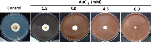 Figure 2. Gold tolerance of the Au1-8 Epicoccum nigrum strain. MIC (Minimal Inhibitory Concentration) of AuCl3 was determined in fungal cultures of PDA agar supplemented with increasing concentrations of AuCl3.