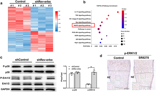 Figure 6. Knock-down Rev-erbα up-regulated MAPK-ERK1/2 signaling pathway. (a) Heatmap of RNA-seq analysis for differentially expressed genes between control and Rev-erbα shRNA chondrocyte. (b) Bar plot showing the top 10 enriched KEGG pathways in the differentially expressed genes between control and Rev-erbα shRNA chondrocyte. (c) Western blot for the protein expression of p-ERK1/2, ERK1/2, p-p38 and p38 in control and Rev-erbα shRNA chondrocyte. Quantification is shown on the right using ImageJ software (n = 4). (d) Immunohistochemistry analysis of p-ERK1/2 in hypertrophic zone of growth plate from control and SR8278 metatarsal bone. Green boxed areas show higher magnification in hypertrophic zone(HZ). Scale bars:100 μm. Data are presented as mean ± SD (Student t test; *P < 0.05, **P < 0.01).