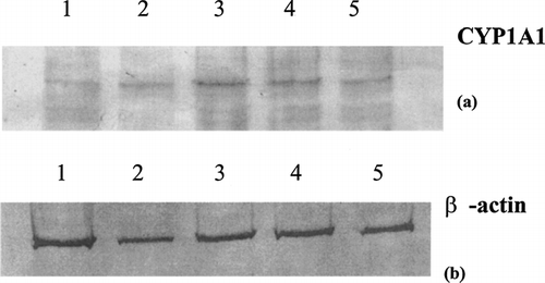 FIG. 1 CYP1A1 protein expression in PMA-differentiated U937 cells following exposure to indirubin-3′-monxime treatment for 48 hrs. Differentiated U937 cells were treated with indirubin-3′-monoxime, lysed, and subjected to SDS-PAGE/immunoblots steps and probed for CYP1A1 protein (a) or β-actin protein (b). Lane 1, carrier control; lane 2, 10 μ M; lane 3, 1 μ M; lane 4, 0.1 μ M; lane 5, 0.01 μ M.