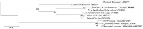 Figure 1. Maximum likelihood (ML) tree based on the whole mtDNA sequences of two endemic white spotted charrs (S. l. imbrius, S. l. pluvius) in Japan and other charrs. The bootstrap value based on 1000 replicates is shown for each node.