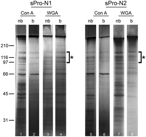 Figure 2. Protein composition of seminal prostasomes from normozoospermic men separated by lectin-affinity chromatography. Seminal prostasomes separated by lectin-affinity chromatography were resolved on 10% SDS-PAGE under reducing and denaturing conditions and stained with silver. Representative total protein patterns of non-bound (nb) and bound (b) fractions separated on a Con A column and on a WGA column were shown. Samples were loaded as isolated (equal volume/line to reflect yield), and total protein amounts were: line 1 (32 μg), line 2 (9 μg), line 3 (17 μg), line 4 (11 μg), line 5 (18 μg), line 6 (5 μg), line 7 (14 μg), line 8 (12 μg). Characteristic prostasome-associated bands in the region of 90–150 kDa are marked (asterisk). Numbers indicate the position of molecular mass standards (kDa). sPro-N1 and sPro-N2: different isolates of seminal prostasomes from normozoospermic men.