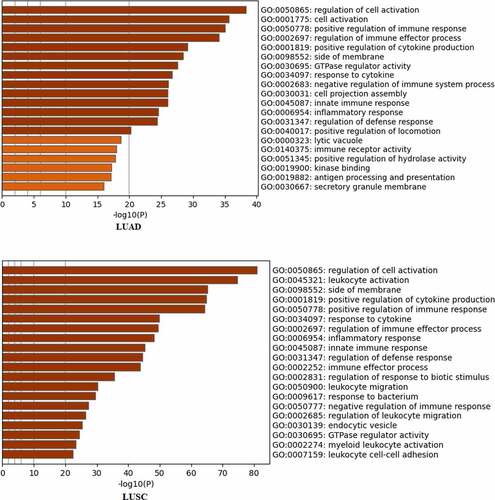 Figure 3. The Gene Ontology analysis of RILPL2.