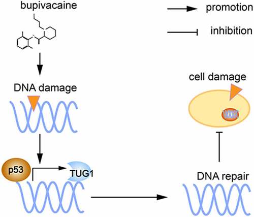 Figure 9. Proposed mechanism: bupivacaine produce DNA damage in DRG cells, p53 expression increased and promote lincRNA TUG1expression as a transcription factor, final alleviate DNA damage and thereby reduce cell damage.