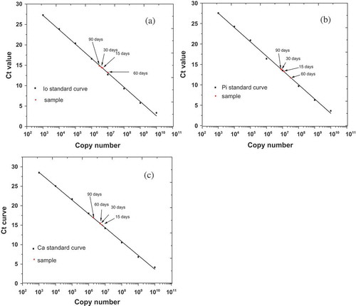 Figure 1. Quantitative analysis of predominant yeast species including Issatchenkia orientalis (Io) (a), Pichia kudriavzevii (Pi) (b), and Candida xylopsoci (Ca) (c) in pickled processing of wax gourd.Figura 1. Análisis cuantitativo de las especies predominantes de levadura incluidas Issatchenkia orientalis (Io) (a), Pichia kudriavzevii (Pi) (b) y Candida xylopsoci (Ca) (c) en el proceso de escabeche de la calabaza blanca.