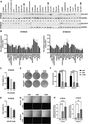 Figure 4. Identification of the deubiquitinases that regulate SLC7A11 protein stability in ESCC cells. (A and B) Western blotting assay was used to detect the protein level of SLC7A11 after the deubiquitinase inhibitors treatment. Red line: 0.6. After treating KYSE30 cells with PR-619 and GRL0617 respectively, cell viabilities (C and D), colony formation abilities (E and F), and cellular ROS levels (G and H) were measured. *, p < 0.05; **, p < 0.01; ***, p < 0.001; ****, p < 0.0001.