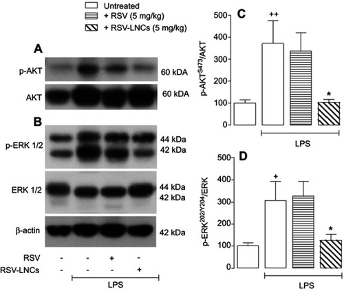 Figure 8 Western blot analysis of AKT (A) and ERK (B) phosphorylation in A/J mice orally pretreated with RSV or RSV-LNCs (5 mg/kg) 4 h before challenge with LPS. (C) and (D) demonstrate the densitometric values obtained for the phosphorylated and total protein of AKT and ERK, respectively. Treatments were normalized to their respective controls that were not exposed to LPS (control bar; 100%). Analyses were performed 24 h after LPS stimulation. Data are expressed as a ratio of the normalized percentages of phosphorylated and total protein.Notes: Bars represent the mean ± SEM (n=5–7). +P<0.05 and ++P<0.01 compared with the saline group, *P<0.05 compared to the LPS group.Abbreviations: RSV, resveratrol; RSV-LNCs, resveratrol-loaded lipid-core nanocapsules; LPS, lipopolysaccharide.