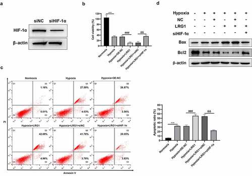 Figure 6. siHIF-1α reversed the effect of LRG1 on H9c2 viability and cell apoptosis. (a) The interference effect of siHIF-1α was detected by western blot; (b) Cell viability was detected by CCK-8; (c) Apoptosis was detected by Annexin V-FITC/PI staining; (d) Western blot was used to detect the expression of Bax and Bcl2 protein. When normoxia as control, ***P < 0.001. When hypoxia+OE-NC as control, ###P < 0.001. When hypoxia+LRG1+ siNC as control, &&P < 0.01