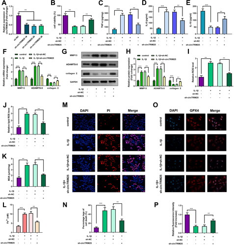 Figure 2. Knockdown of circTRIM25 suppresses ferroptosis of interleukin (IL)-1β-induced chondrocytes. (A) circTRIM25 expression was tested using quantitative real-time PCR (qRT-PCR) after chondrocytes transfected with sh-circTRIM25 1#, 2#, and 3#. (B) Cell viability was assessed by cell counting kit-8 (CCK-8) assay. (C) The tumor necrosis factor (TNF)-α, (D) IL-6 and (E) IL-10 levels were tested by enzyme-linked immunosorbent assay (ELISA). The MMP13, ADAMTS-5 and collagen II levels were examined using (F) qRT-PCR and (G and H) western blot. (I) Reactive oxygen species (ROS) and (J) lipid ROS levels were tested using a ROS assay kit. (K) The malonaldehyde (MDA) content was tested using a lipid peroxidation MDA assay kit. (L) Fe2+ content was analysed iron assay kit. (M) Cell death was analysed using propidium iodide (PI) staining assay, and (N) percentage of cell death was quantified. (O) GPX4 expression was evaluated using immunofluorescence (IF) assay, and (P) relative fluorescence intensity was quantified. *p < 0.05. **p < 0.01. ***p < 0.001.
