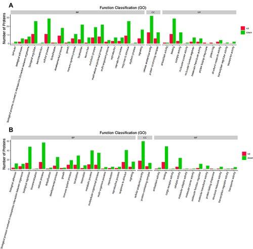 Figure 3 Gene ontology (GO) functional annotation. Upregulated and downregulated proteins in the GO categories of biological processes, cellular components, and molecular functions between the group with acute exacerbation of COPD and the healthy control group (A), and between the group with stable COPD and the healthy control group (B).