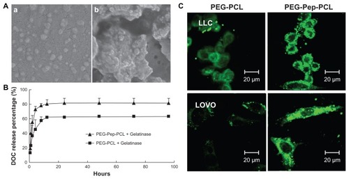 Figure 2 The gelatinase-stimuli characterization of PEG-Pep-PCL nanoparticles. (A) SEM images of PEG-Pep-PCL nanoparticles in response to gelatinases (a) PEG-Pep-PCL, (b) PEG-Pep-PCL co-incubation with gelatinases. (B) In vitro release of DOC from the nanoparticles in the presence of gelatinases. (C) The cellular uptake of coumarin-6-loaded PEG-PCL and PEG-Pep-PCL nanoparticles in two kinds of cancer cells, which express different gelatinases levels (LOVO cells expressed relatively high gelatinases compared with LLC cells).Abbreviations: DOC, docetaxel; LLC, Lewis lung carcinoma; PCL, poly(ɛ-caprolactone); PEG, poly(ethylene glycol); Pep, peptide; SEM, scanning electron microscope.