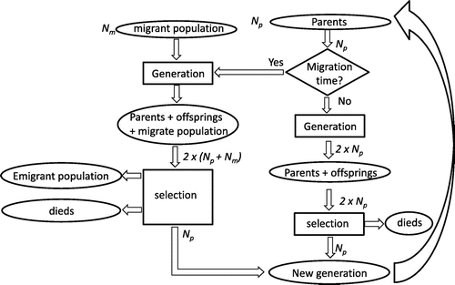 Figure 3. The flow chart of the second variant of migration NSGA algorithm: M-NSGA-2; the migration occurs before the genetic operator.