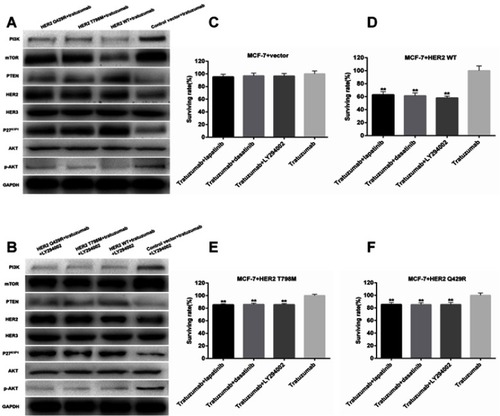 Figure 5 The mutation of HER2 weakened the inhibition of trastuzumab in the PI3K/AKT pathway. The combination with LY294002 and other chemotherapies could restore the inhibition of PI3K/AKT pathway. (A–B) Protein extracts from the indicated MCF7 cells were immunoblotted with the specified antibodies against PI3K, mTOR, PTEN, HER2, HER3, AKT, P27K1P1, AKT, p-AKT and GAPDH. (A) The indicated MCF7 cells were incubated with trastuzumab (1 μg/mL) for 24 hrs. (B) The indicated MCF7 cells were incubated with trastuzumab (1 μg/mL) and LY294002 (10 μmol/L) for 24 hrs. (C–F) The surviving rates were assessed by the CCK8 assay. The indicated cells were treated with trastuzumab (1 μg/mL), trastuzumab (1 μg/mL) and lapatinib (1 μmol/L), trastuzumab (1 μg/mL) and dasatinib (10 μmol/L), trastuzumab (1 μg/mL) and LY294002 (10 μmol/L). (C) MCF7 cells transfected with the control plasmid (C), the HER2-WT cells (D), HER2 T798M cells (E), and HER2 Q429R cells (F).