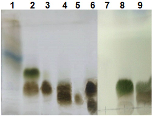 Figure 3. Results of thin layer chromatographic analysis: from the 1st to 6th segments that were separated by the dichloromethane/methanol solvent system at a 9:1 ratio and from the 7th to 9th segments that were separated by the dichloromethane/methanol solvent system at a 4:1 ratio.