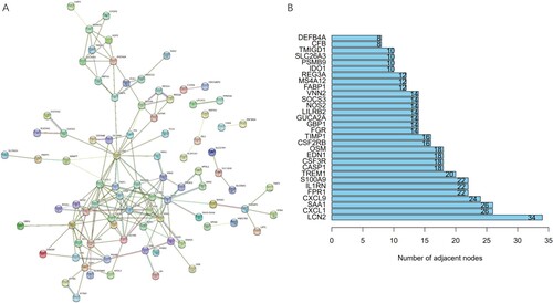 Figure 4. Identification of hub gene candidates and PPI network. (A) The interaction network of DEGs is plotted, disconnected nodes are hidden. (B) The number of adjacent nodes of the top 30 genes.