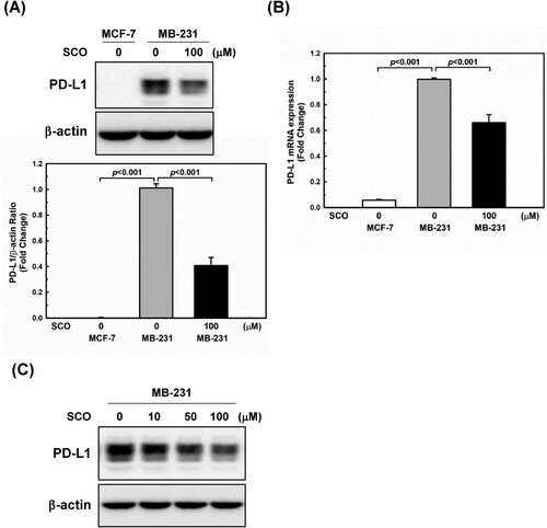 Figure 2. Scoparone (SCO) downregulates the expression of programed cell death-ligand 1 (PD-L1) in human breast cancer cells. MDA-MB-231 (MB-231) cells were treated with vehicle (DMSO) or SCO (100 μM) for 24 h. MCF-7 was used as a negative control for PD-L1. (A) PD-L1 expression was measured by western blotting analysis. The β-actin protein level was considered as a loading control. Data are represented as mean ± standard deviation (n = 3). (B) The mRNA expression of PD-L1 was detected by real-time polymerase chain reaction. 18S ribosomal RNA was used as an internal control. Data are represented as mean ± standard deviation. (C) MDA-MB-231 (MB-231) cells were treated with various concentrations of SCO for 24 h, followed by a western blot analysis with the indicated antibodies.