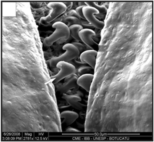 Figure 16. Detail of the dorsal view of the petasma in a specimen with 12.4 mm CL. Cincinnuli (arrow). Scale bar = 50 µm.