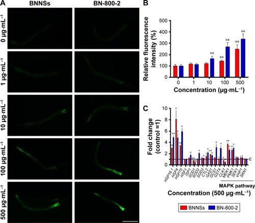 Figure 3 Alterations in ROS production and related-gene mRNA levels in BNNS- or BN-800-2-exposed Caenorhabditis elegans.Notes: (A) Representative fluorescent micrography showed intestinal ROS production in worms exposed to BNNSs or BN-800-2 at different concentrations for 24 hours. (B) Quantification of average integrated optical density of ROS production in BNNS- or BN-800-2-exposed C. elegans (n=50). (C) Relative expression of genes related to oxidative stress response, including MAPK-signaling pathway, in C. elegans with exposure to BNNSs or BN-800-2 at a concentration of 500 µg·mL−1. Three experimental repeats (three technical replicates for each experiment); C, control. All the respective mRNA levels were normalized to ACT1 mRNA levels and expressed as fold change relative to the untreated control. All experiments were done by exposing L4-stage larvae to BNNSs or BN-800-2 into K medium in 24-well plates for 24 hours at 20°C. Data presented as means ± SEM. *P<0.05; **P<0.01. Scale bar 200 µm.Abbreviations: ROS, reactive oxygen species; BNNSs, boron nitride nanospheres; BN-800-2, highly water-soluble boron nitride; SEM, standard error of mean.