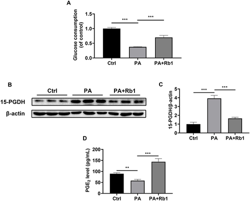 Figure 4 Rb1 decreases the 15-PGDH level and increases the PGE2 level in palmitic acid-treated LO2 cells. (A) Glucose consumption was measured in control (Ctrl), palmitic acid-treated (PA), and palmitic acid+ Rb1-treated (PA+Rb1) LO2 cells. (B) The expression level of 15-PGDH was analyzed using Western blotting analysis. β-actin was used as the control for loading. (C) The bar chart displayed the quantitative data of 15-PGDH/β-actin obtained from Western blot analysis. (D) Levels of PGE2 in the LO2 cell culture medium. n = 3. **P < 0.01, ***P < 0.001.