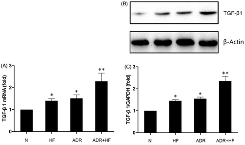 Figure 4. Expression of TGF-β1 in renal tissue. (A, B and C) The expression of TGF-β1 in the renal tissue of each group was detected by Real-time PCR (A), and western blotting (B and C). The expression of TGF-β1 in Group HF and Group ADR were more than that in Group HF. Among the groups, ADR + HF had the highest expression of TGF-β1. Compared with Group N: *p < .05; compared with Group HF and Group ADR: **p < .05. n = 5–6.