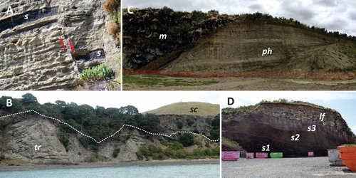 Figure 9. A – Nearly a metre thick scoriaceous bed (s) in the middle of the phreatomagmatic succession of Motukorea/Browns Island tuff ring indicates intermittent changes in the eruption style during the edifice growth of the tuff ring (Auckland Volcanic Field). Note the normal fault that dissect the section (arrows); B – The Motukorea/Browns Island tuff ring is capped by a thick scoriaceous lapilli and agglomeratic unit (white dashed line) indicating the complete eruption style changes to magmatic explosive in the end of the volcanic activity. Note the scoria cone (sc) in the background filling the crater of the tuff ring (tr); C – Well-exposed section at Te Manurewa o Tamapahore/Wiri Mt tuff ring (Auckland Volcanic Field) showing a capping magmatic succession (m) over the phreatomagmatic pyroclastic units (ph); D – Complex magmatic capping unit at Te Manurewa o Tamapahore/Wiri Mt showing gradual eruption style changes and the growth of a complex lava spatter and scoria cone intercalated with clastogenic lava flows (s1-s2-s3) and the entire section covered by lava flows (lf).