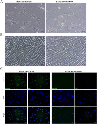 Figure 1. Morphological and characterization of horse skeletal muscle satellite cells. Morphology of newly isolated (A) and proliferated (B) horse skeletal muscle satellite cells and horse fibroblast cells. (C) Immunofluorescence results of Desmin and Pax7 expression in horse fibroblast cells and horse skeletal muscle satellite cells. Secondary antibodies tagged with green fluorescence were used and nuclei were counterstained by DAPI. Scale bars, 20 µm.