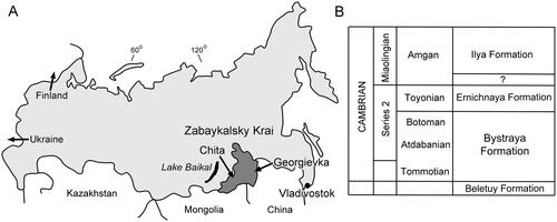 Figure 1. Geological and geographical information. A, Location of eastern Transbaikalia (Zabaykalsky Krai) and the village Georgievka. B, Cambrian stratigraphy in the Georgievka area (after Pakhomov Citation1995).