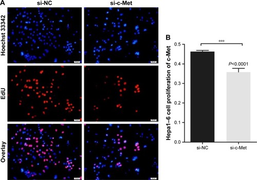 Figure 4 Cell proliferation inhibition assay.Notes: (A, B) EdU stating. The proliferation inhibition of Gal-PEI-SPIO/siRNA was analyzed by EdU in Hepa1–6 cells. EdU-positive cells in the NC group were significantly more than in the c-Met group. ***P<0.0001.Abbreviations: Gal-PEI-SPIO, galactose-polyethylenimine-superparamagnetic iron oxide; EdU, 5-ethylnyl-2′-deoxyuridine; NC, negative control.