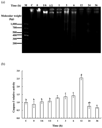 Figure 3. DNA fragmentation and caspase-3 activation in SJBW during low-temperature treatment at 37°C. (a) DNA fragmentation analyzed by agarose electrophoresis. The result is representative of three independent experiments; (b) caspase-3 activity was measured by using a spectrophotometer. The values represent means ± SD of three separate experiments. Different letters indicate significant differences (p < 0.05). Control was the fresh sample.
