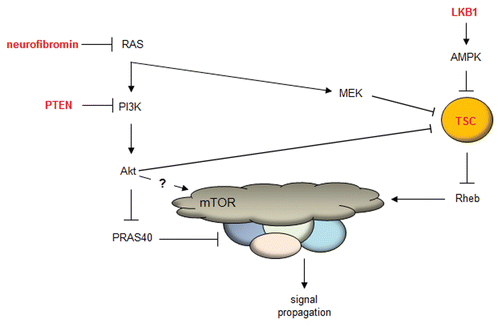 Figure 1 Current model of mTOR regulation. The mTOR complex is regulated by numerous upstream kinase molecules. Neurofibromin (Nf1 gene product) loss leads to increased RAS activity, leading to AKT-mediated phosphorylation of PRAS40 and release of PRAS40-mediated mTOR inhibition. In addition, the increased RAS activity in Nf1-deficient cells leads to MEK activation, which phosphorylates tuberin (TSC complex), and increased Rheb-mediated mTOR activation. Lastly, LKB1 activates AMPK, which inhibits TSC complex function, such that loss of function mutations in LKB1 lead to increased Rheb-mediated mTOR activation.