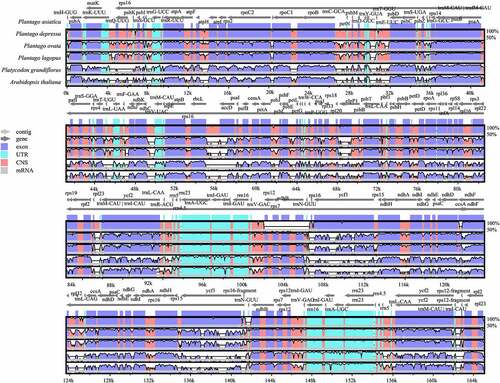 Figure 6. Comparison of the Cp genome sequences of P. asiatica, P. depressa, P. ovata, P. lagopus, P. grandiflorus, and A. thaliana generated using mVISTA. Gray arrows symbolize the position and direction of the genes. Red and blue areas indicate intergenic and genic regions, respectively. Black lines represent regions of sequence identity with P. asiatica, with a 50% identity cutoff. Dashed rectangles denote highly divergent regions when P. asiatica compared to P. depressa, P. ovata, P. lagopus, P. grandifloras, and A. thaliana.