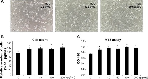 Figure 1 Effects of Hachimijiogan (HJG) on C2C12 cell proliferation.