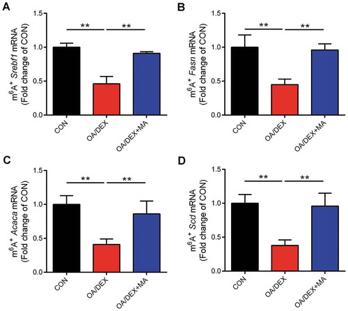 Figure 8. Alterations of m6A on mRNA of lipogenic genes. (A-D) The percentage of Srebf1, Fasn, Acaca and Scd mRNA with methylation in CON, OA/DEX or OA/DEX+MA treated hepatocytes. Values are means ± SEM, *P < 0.05, **P < 0.01 (n = 3).