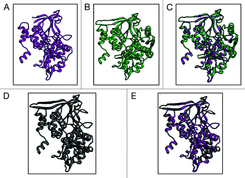 Figure 5. Structure modeling. PfRuvB1 and PfRuvB2 sequences were submitted to Swissmodel server and the structures were obtained. The molecular graphic images were produced using the UCSF Chimera package from the resource for Biocomputing, Visualization, and Informatics (www.cgl.ucsf.edu/chimera) at the University of California, San Francisco (supported by NIH P41 RR-01081). (A) Template for PfRuvB1 and PfRuvB2; (B) PfRuvB1; (C) superimposed image of template and PfRuvB1; d. PfRuvB2; e. superimposed image of template and PfRuvB2.