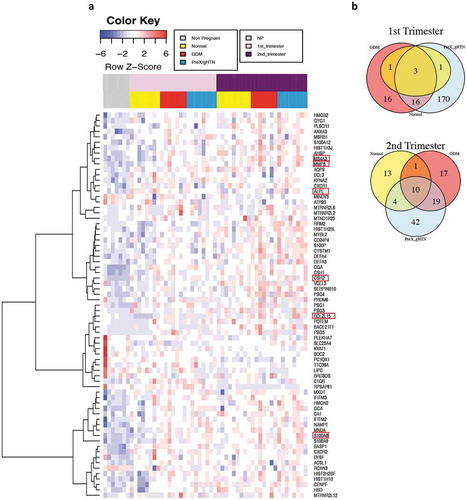 Figure 6. 1st and 2nd trimesters differentially expressed genes (DEG). (a) Heatmap showing in a blue-red gradient the DEG genes in the 1st and 2nd trimesters of pregnancy (n = 26) when compared to non-pregnant controls (n = 7). All the represented genes had an adjusted P value ≤ 0.05 and a log2 Fold-Change ≥ 1 or ≤ −1. The adjusted P value was calculated in DESeq that used the Benjamin-Hochberg correction [Citation20]. The horizontal colour bars on the top of the heatmap represent the three different groups of subjects (the lower one) and different time points during pregnancy (the upper one). Each row of the heatmap refers to a single gene and each column is an individual subject. The red boxes highlight the genes that were selected for further analysis. (b) Venn diagram showing the numbers of differentially expressed genes for each group when compared to non-pregnant controls. Yellow represents Normal pregnancy, red GDM, and light blue PreX/gHTN. In addition, the Venn diagram shows the number of overlapping genes between the different groups during the 1st (top) and 2nd (bottom) trimesters of pregnancy