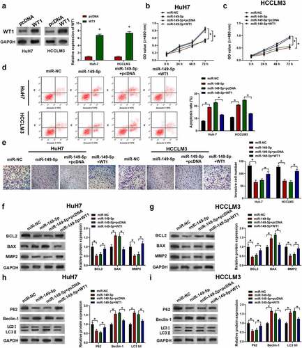 Figure 6. MiR-149-5p suppressed the development of HCC via WT1. Cells were introduced with WT1 expression plasmid (pcDNA was used as negative control). (a) Relative expressions of WT1 in HCCLM3 and HuH7 determined by Western Blot assay (p*<0.05 versus pcDNA). Cells were successively treated with or without WT1 expression plasmid or pcDNA and miR-149-5p mimics. (b, c) Cell viability was determined by CCK-8 assay. (d) Cell apoptosis ratios were measured by flow cytometry. (e) Effects on cell invasion ability were determined using transwell invasion assay. (f, g) Relative expressions of apoptosis-related protein (BCL2, BAX, MMP2) was detected by Western blot, GADPH was used as the internal reference. (h, i) Relative expressions of autophagy-related protein (P62, Beclin-1, LC3 I, LC3 II) detected by Western blot, GADPH was used as internal reference. Data were presented as mean±SEM (n ≥ 3). *P < 0.05 versus “miR-NC” or “miR-149-5p+pcDNA”