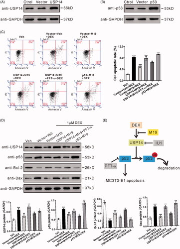 Figure 5. Overexpression of USP14 attenuates the protective effect of M19 in dexamethasone-treated MC3T3-E1 cells by regulating p53. (A, B) MC3T3-E1 cells were transduced with lentivirus overexpressing USP14 (A), p53 (B) or vector for 48 h. The overexpression of USP14 and p53 was confirmed by western blotting. (C, D) MC3T3-E1 cells were transduced with lentivirus overexpressing USP14, p53 or vector for 24 h, treated with vehicle (Veh, DMSO) or 4 µM M19 or 4 µM M19 plus 20 μM PFT-α for 1 h, and then exposed to 1 µM dexamethasone (DEX) for 48 h. Cell apoptosis (C) was analyzed by flow cytometry. Protein levels of p53, Bcl-2 and Bax (D) were detected by western blotting. Representative blots from three experiments are shown. Three independent experiments were conducted. ***p < .001 vs. Veh; ##p < .01, ###p < .001 vs. Vector + Veh + DEX; +p < .05, +++p < .001 vs. Vector + M19 + DEX; --p < .01, ---p < .001 vs. USP14 + M19 + DEX. (E) Schematic representation of the regulation of MC3T3-E1 apoptosis by dexamethasone.