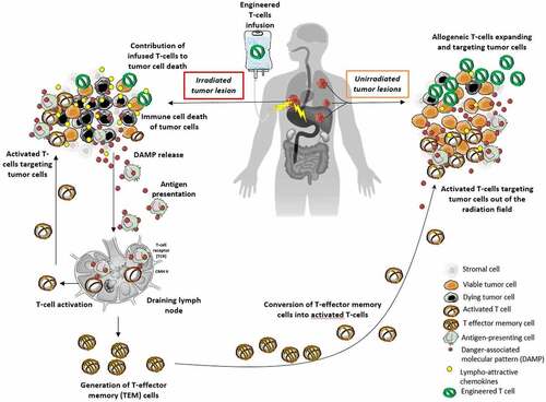 Figure 2. Radiotherapy as an in-situ vaccine in combination with adoptive T-cell therapies.