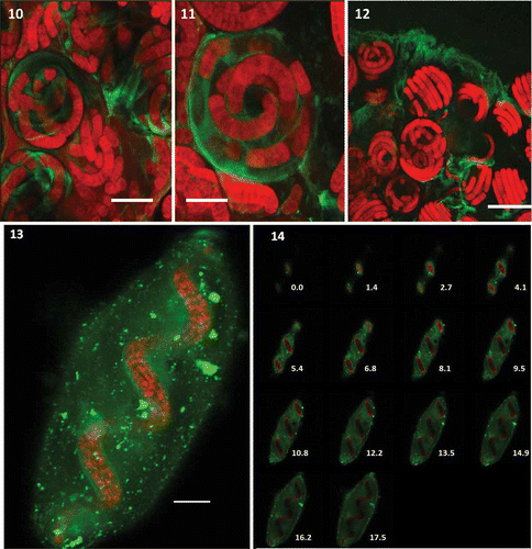 Figs 10–14. Localization of EPS from A. platensis MMG-9 using confocal laser scanning microscopy. Figs 10–12. Spiral filaments embedded in EPS stained with Lotus-FITC. Fig. 13. EPS clouds from A. platensis MMG-9 using confocal laser scanning microscopy and three dyes (Lotus-FITC, CSA-TRITC and Alexa Fluor 488). Fig. 14. z-stacks showing the depth of the image (numbers show depth in µm). Scale bars = 15 µm (Fig. 10), 10 µm (Fig. 11), 50 µm (Fig. 12), 10 µm (Fig. 13). Red = cyanobacterial autofluorescence, green = EPS.