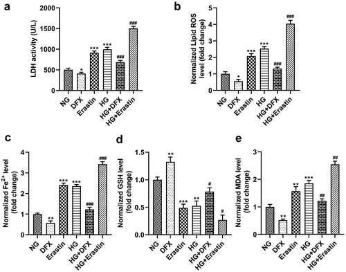 Figure 1. Ferroptosis in mesangial cells was mediated by high glucose (HG). (a) LDH activity. (b) Lipid ROS production. (c) Fe2+ levels. (d) GSH levels. (e) MDA levels. *P < 0.05, **P < 0.01, and ***P < 0.001 vs. NG group. #P < 0.05, ##P < 0.01, and ###P < 0.001 vs. HG group.