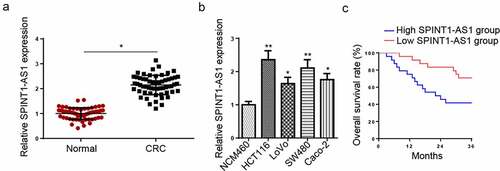 Figure 1. SPINT1-AS1 was upregulated in CRC. (a) RT-qPCR showed the relative expression of SPINT1-AS1 in CRC tissues (n = 60) and adjacent healthy tissues (n = 60). (b) RT-qPCR detected the expression of SPINT1-AS1 in CRC cell lines (HCT116, LoVo, SW480, and Caco-2) and normal colon mucosal epithelial cell line (NCM460). (c) Kaplan–Meier analysis of the association between SPINT1-AS1expression and the overall survival of patients with CRC. *p < 0.05, **p < 0.01.