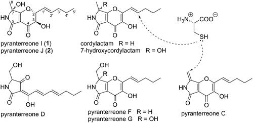 Figure 1. Structures of compounds 1, 2, cordylactam, 7-hydroxycordylactam, pyranterreone C, D, F, and G. The (2 R,3R,7S/R) isomers are shown for 1 and 2, but the configuration could equally well be (2S,3S,7S/R). For pyranterreone C and cordylactam, the proposed positions of addition of L-cysteine are indicated.