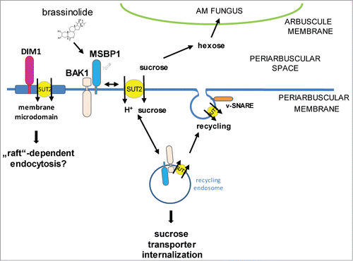 Figure 3. Hypothetical model describing the involvement of SlSUT2-interacting proteins in the subcellular localization of the sucrose transporter. SlSUT2 interacts with MSBP1, the LRR-receptor kinase BAK1-like and DIM1 that is associated to membrane microdomains. Endocytosis inhibits SlSUT2 transport activity, whereas recycling to the plasma membrane potentially via SNARE proteins is required for activation and sucrose retrieval from the periarbuscular space away from the AM fungus via SlSUT2. Brassinolide is assumed to affect mycorrhization via enabling MSBP1-SUT2 interaction for internalisation of SUT2 and inactivation its sucrose retrieval function.